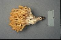 Ramaria flava image