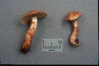 Cortinarius bolaris image