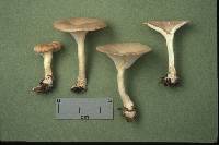 Clitocybe gibba image