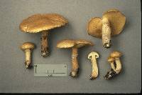 Suillus acidus image