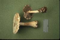 Agaricus silvicola image