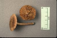 Inocybe curvipes image