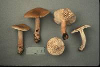 Lactarius quietus image