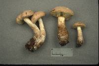 Boletus pallidus image