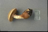 Cortinarius flavifolius image