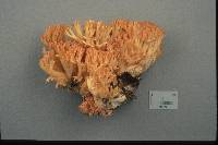 Ramaria botrytoides image