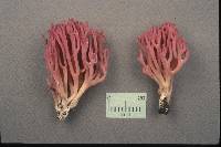Clavaria zollingeri image