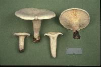 Leucopaxillus giganteus image