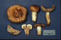 Russula pectinatoides image