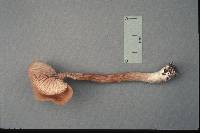 Laccaria nobilis image