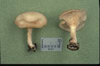 Clitocybe phaeophthalma image