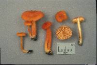 Hygrocybe squamulosa image