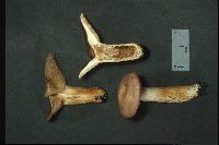 Lactarius argillaceifolius image