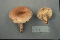 Lactarius hysginus image