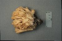 Ramaria formosa image