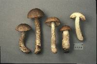 Leccinum melaneum image