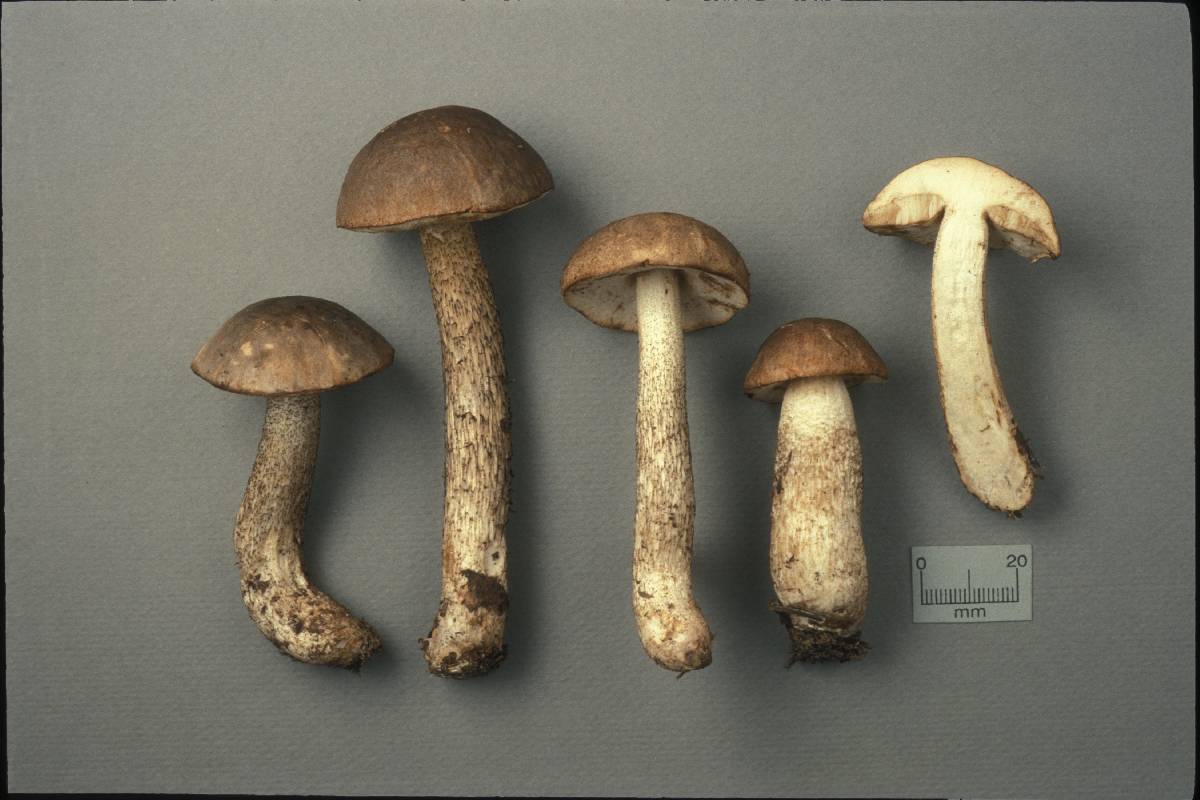 Leccinum melaneum image