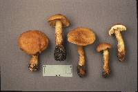 Cortinarius annulatus image