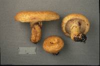 Lactarius repraesentaneus image