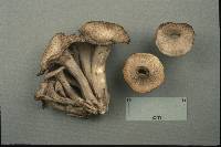 Craterellus foetidus image