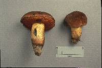 Boletus subluridellus image