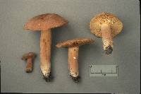 Lactarius corrugis image