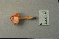 Hygrocybe psittacina var. perplexa image