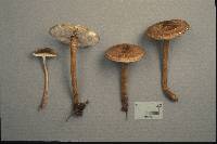 Crinipellis maxima image