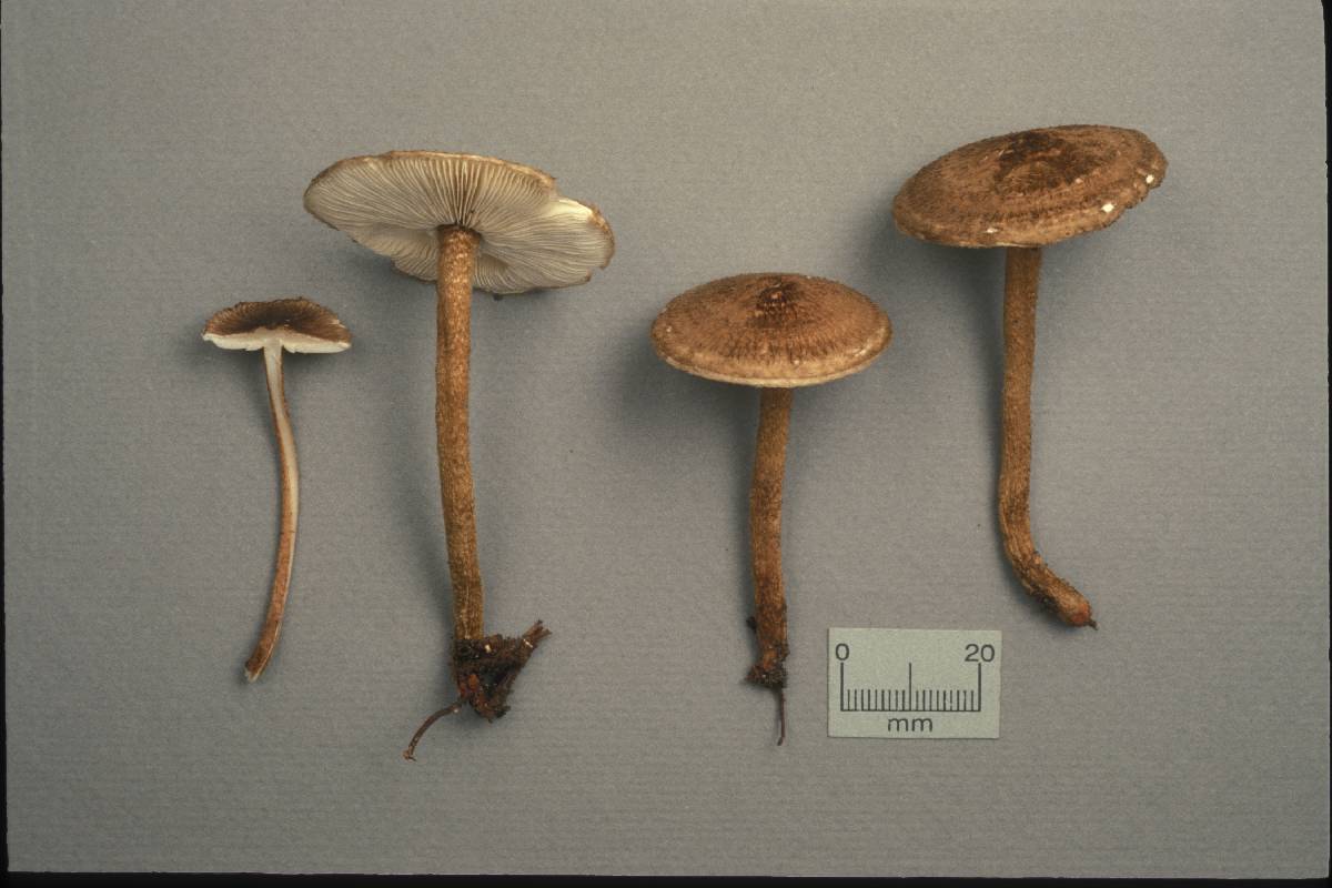Crinipellis maxima image