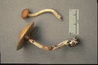 Agrocybe acericola image