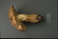 Boletus huronensis image