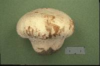 Calvatia cyathiformis image