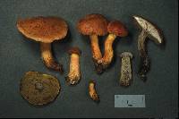 Boletus sensibilior image