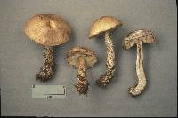 Leccinum insolens image