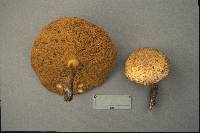 Suillus subaureus image