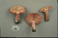 Lactarius subpurpureus image