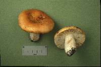 Russula betuletorum image