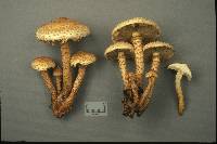 Pholiota squarrosa image