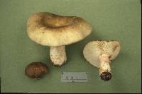 Russula olivascens image