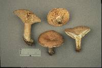 Lactarius chelidonium image