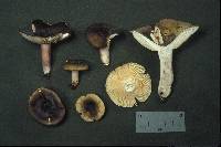 Russula mariae image