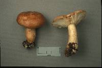 Lactarius affinis image