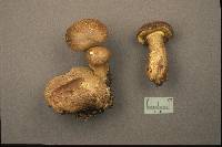 Pseudoboletus parasiticus image