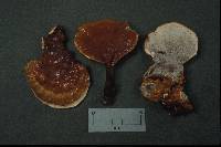 Ganoderma resinaceum image