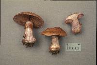 Cortinarius purpurascens image