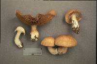 Cortinarius crassus image