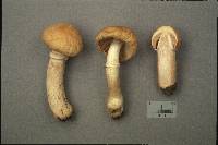 Cortinarius caperatus image