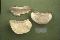 Trametes suaveolens image