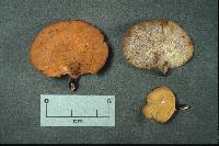 Polyporus varius image