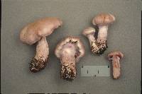 Cortinarius camphoratus image